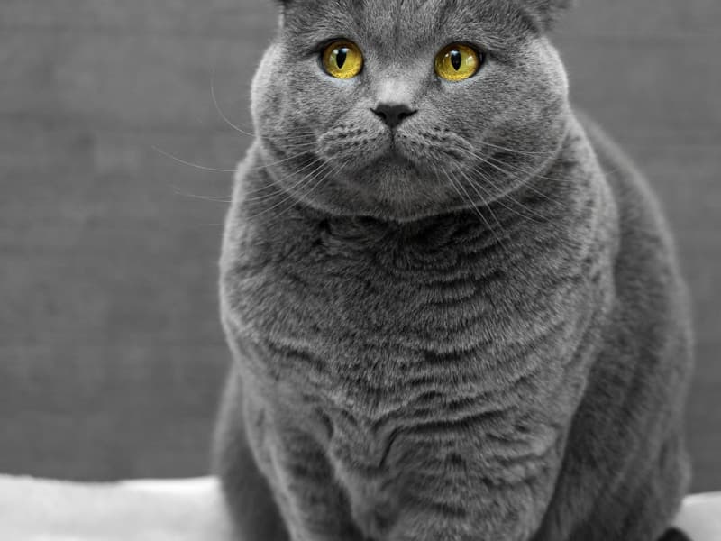 Signs of Cat Stress and How to Help