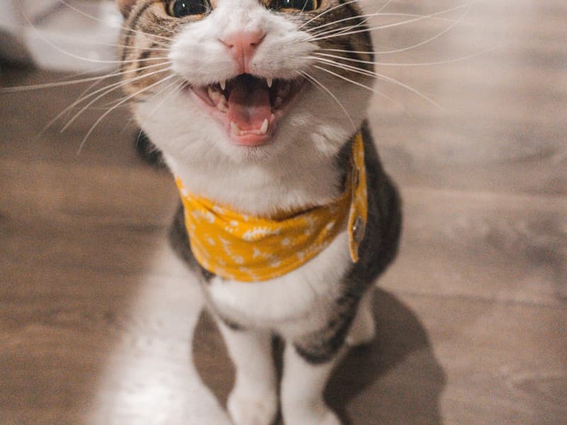 How Much Does Cat Boarding Cost in New Zealand (2026)