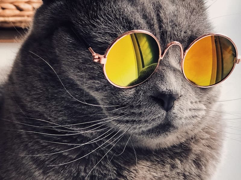 Reading Your Cat's Body Language: What the Science Actually Says