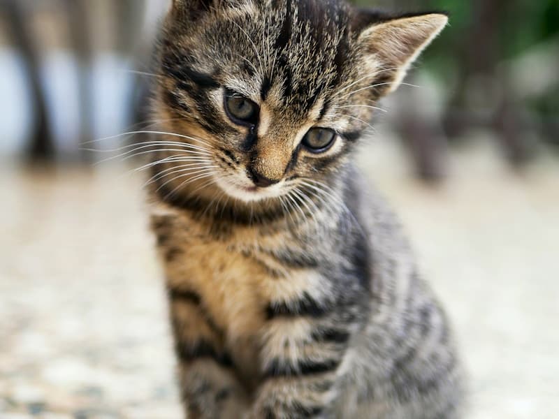 Understanding Your Cat's Body Language