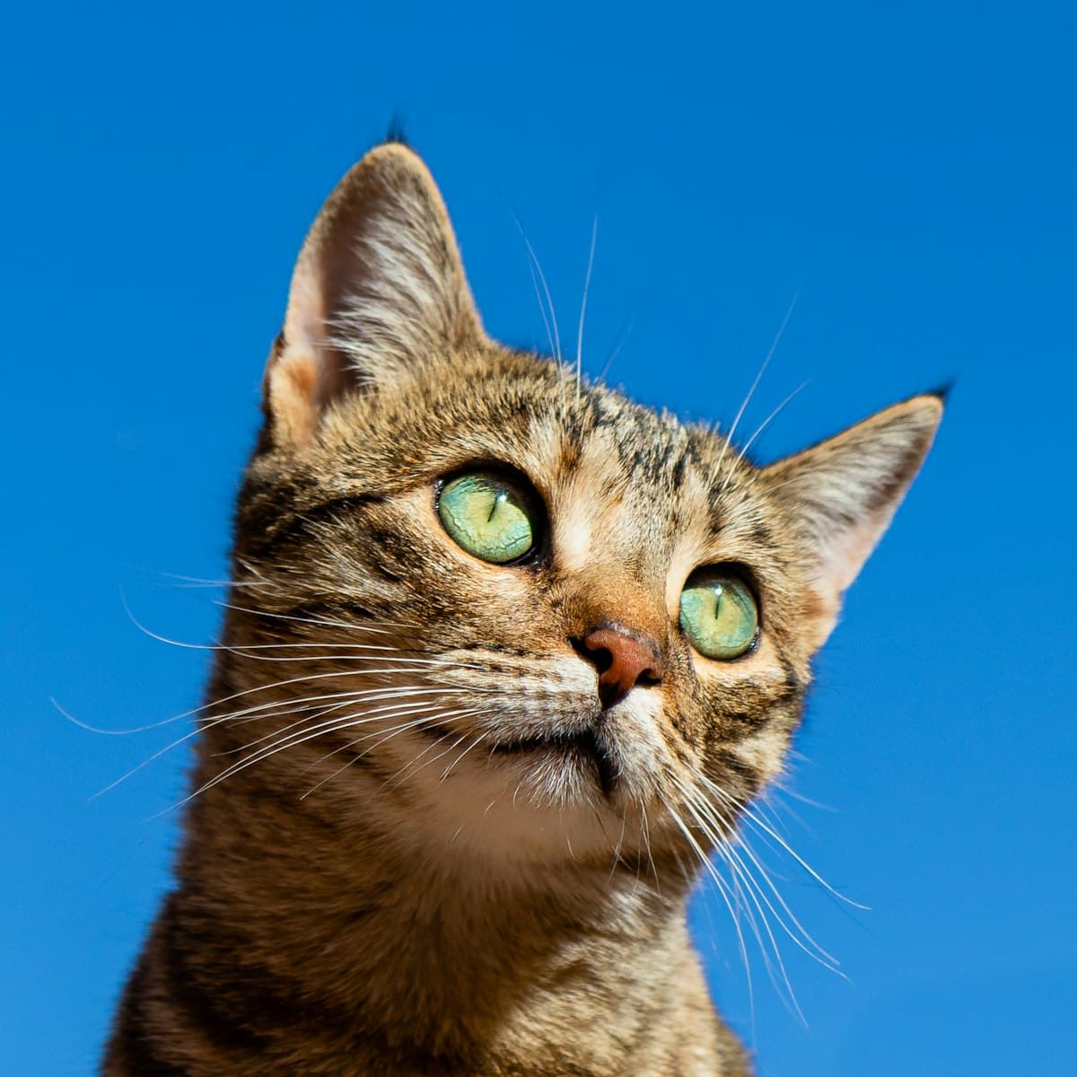 Cat Personality Types: How to Match Your Cat's Temperament to the Perfect Cattery in NZ