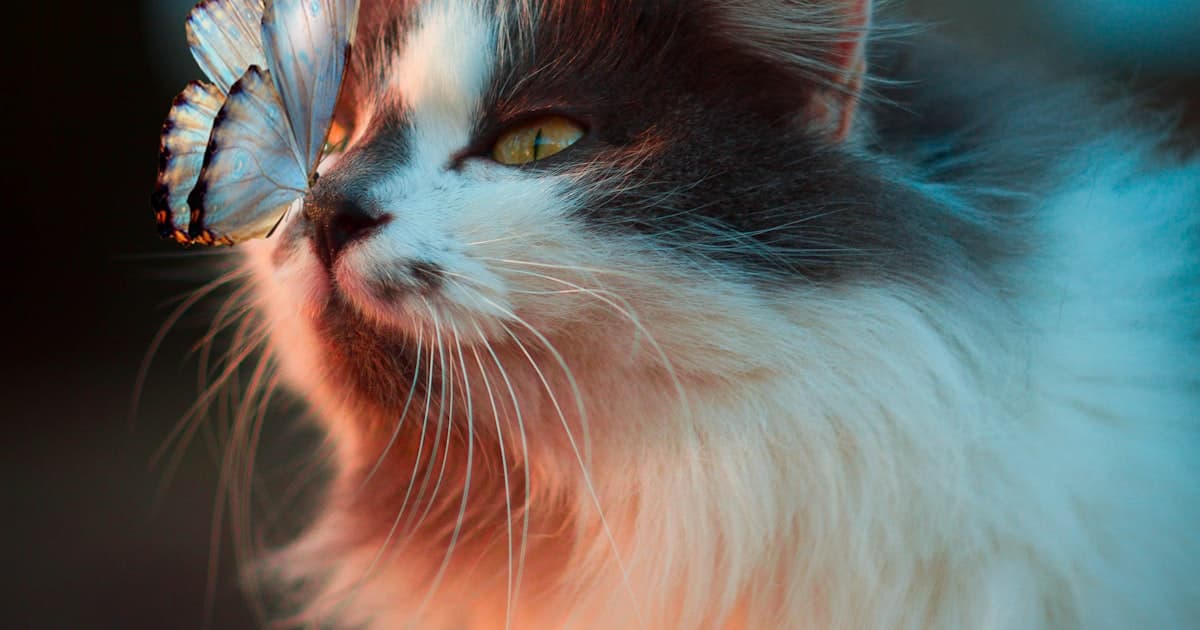 Boarding Your Outdoor Cat in New Zealand: The Complete Guide to Cattery Confinement