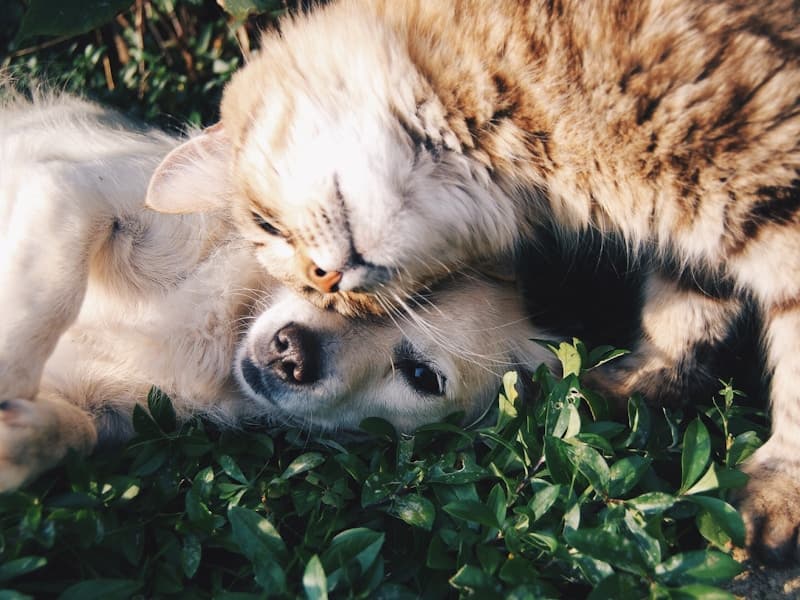 Pet Care Standards Around the World: How Different Countries Protect Our Pets