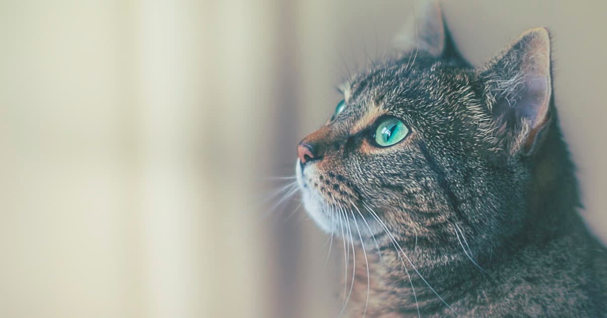 Senior Cat Boarding in New Zealand: Complete Guide for Older Cats (2026)