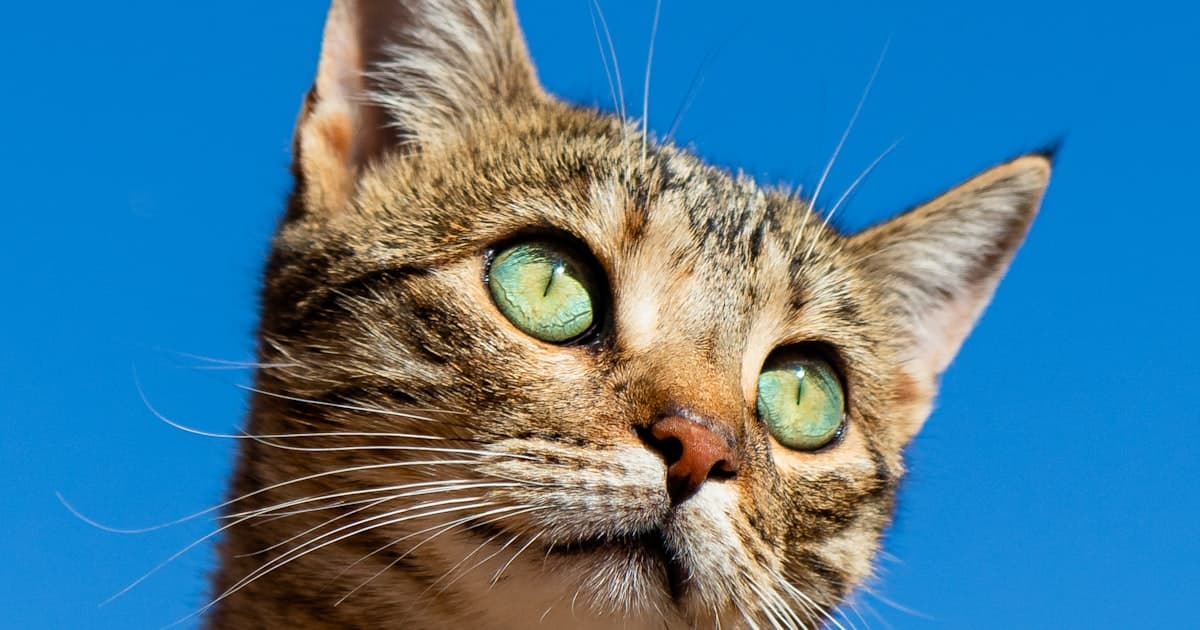 Understanding Your Aging Cat: Changes to Expect and How to Care for Senior Cats in New Zealand