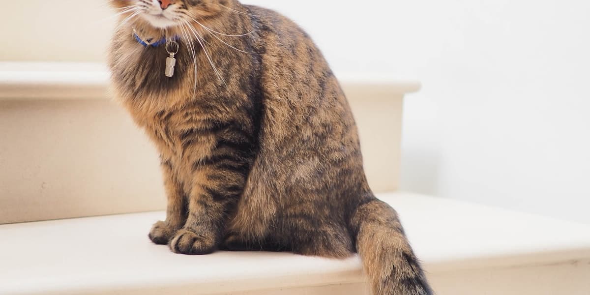 Top 9 Catteries in Hamilton & Waikato: Best Cat Boarding 2025