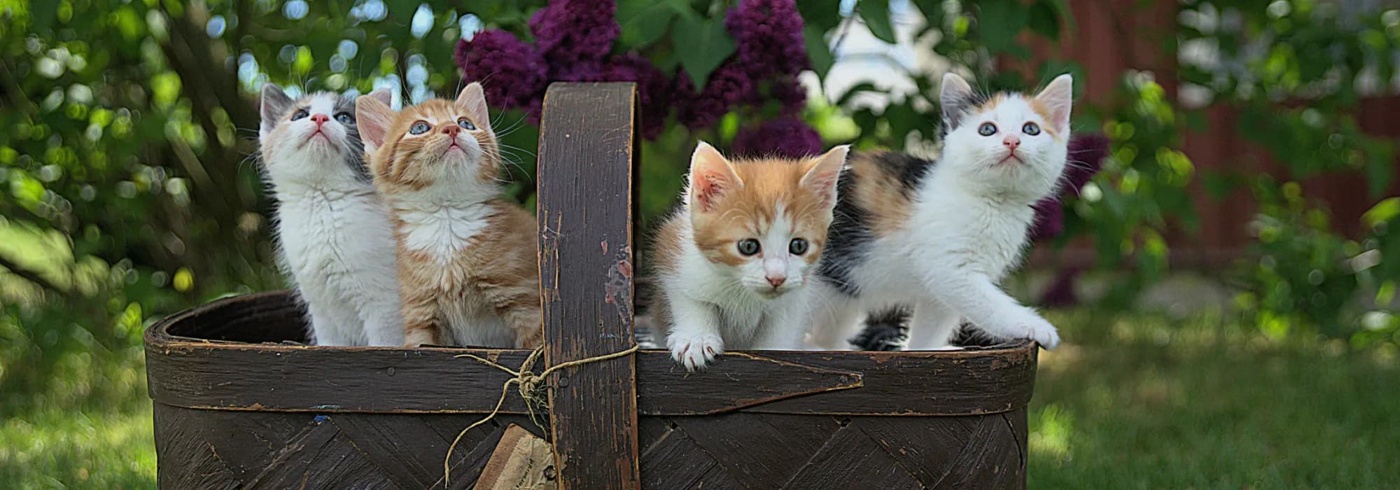 Bark Avenue Kitty City