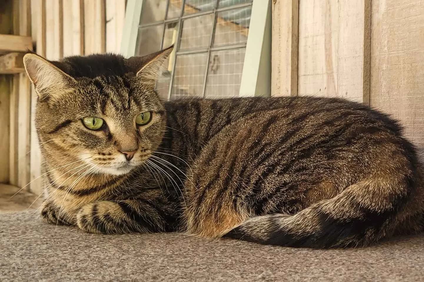 Barndale Boarding Cattery