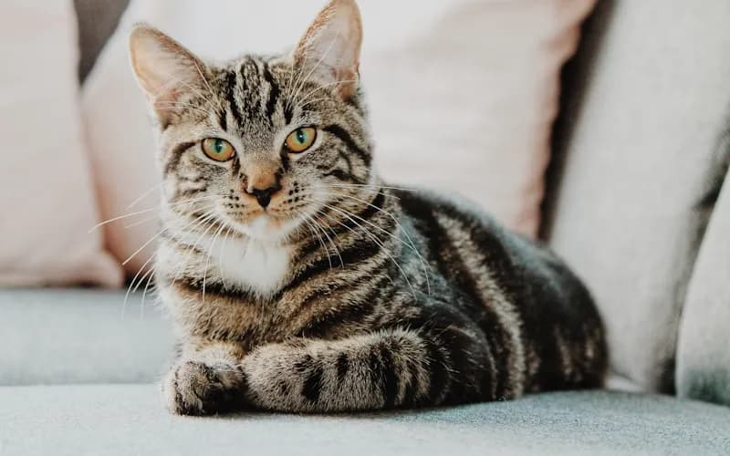 Botany Cattery - The Vet Clinic