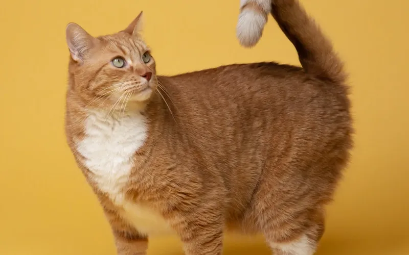 Cats Whiskers Cattery