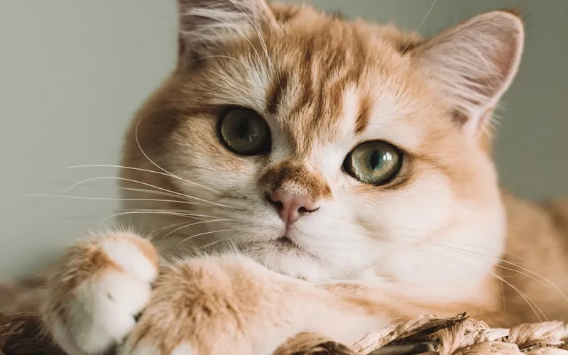 Catsablanca Boarding Cattery