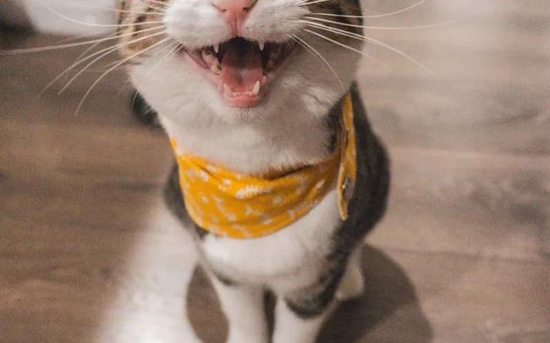 Franklin Vets Cattery