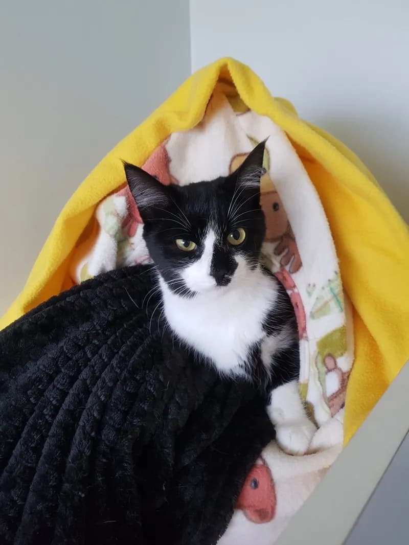 Katikati Kitty Cats Boarding Cattery