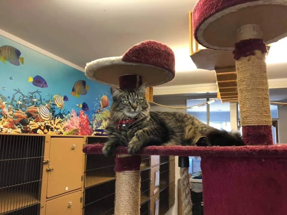 Pakuranga Veterinary Clinic & Cattery