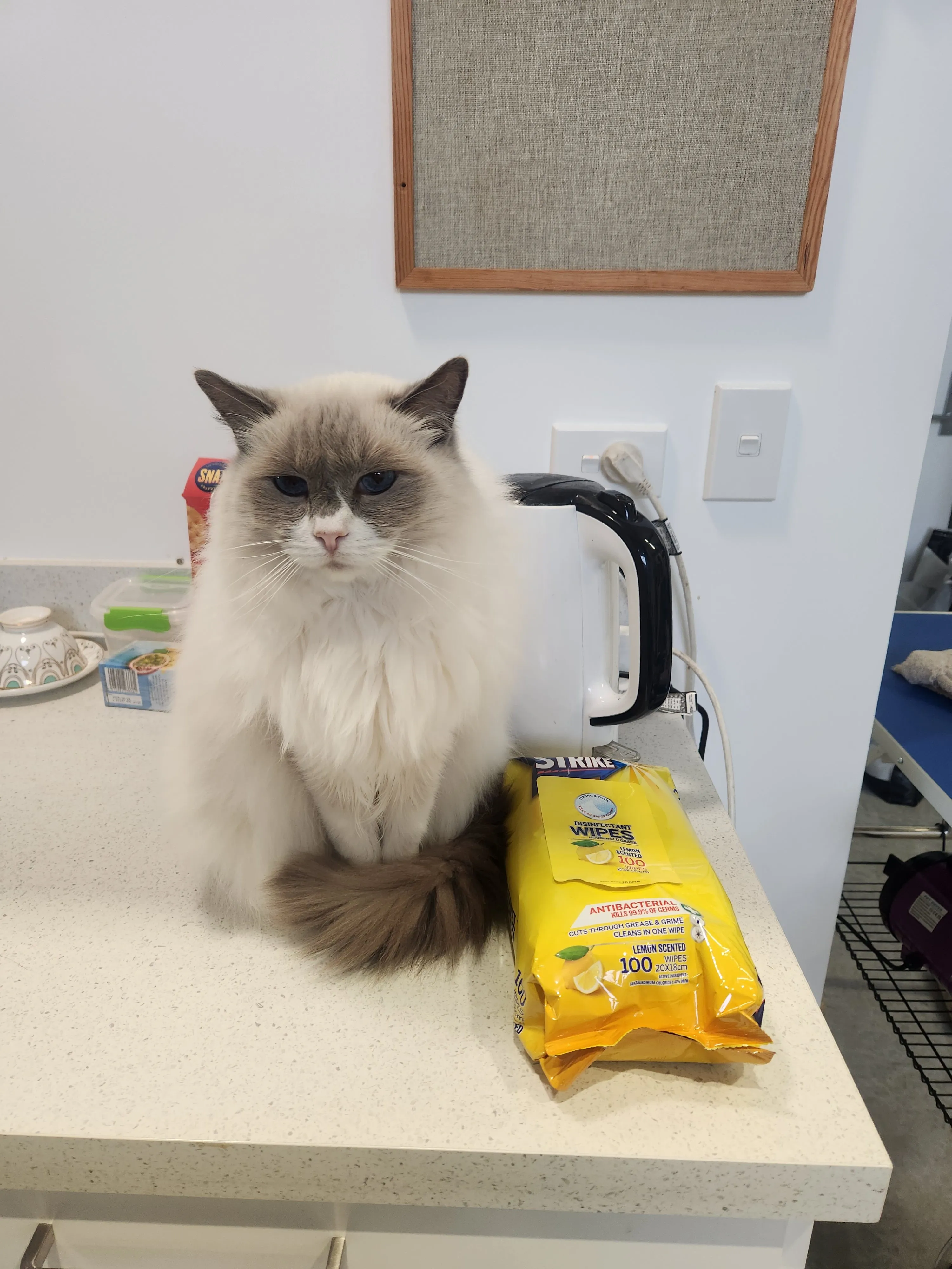 Papamoa Kitty Cabins