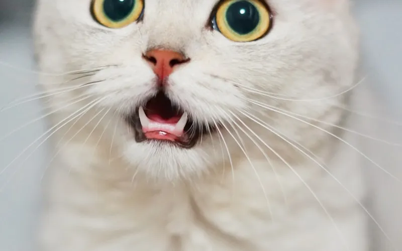 Paws a While Cattery