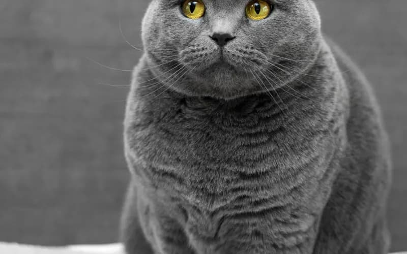 Pets Haven Boarding Kennels & Cattery