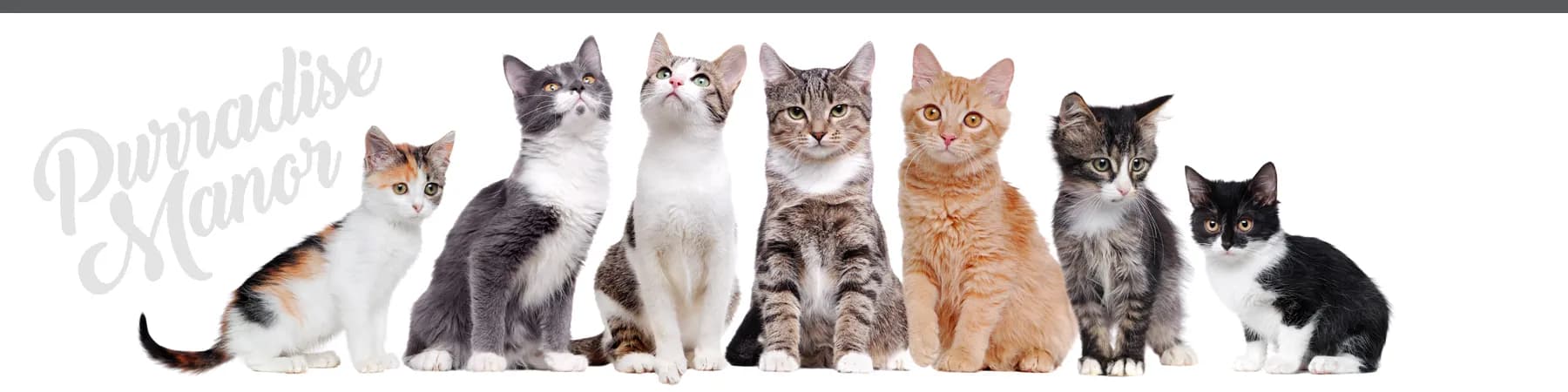 Purradise Manor Cattery