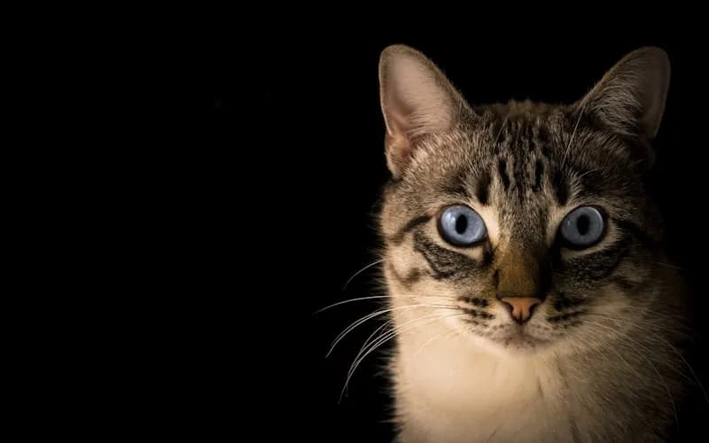 Wanaka Boarding Kennels and Cattery