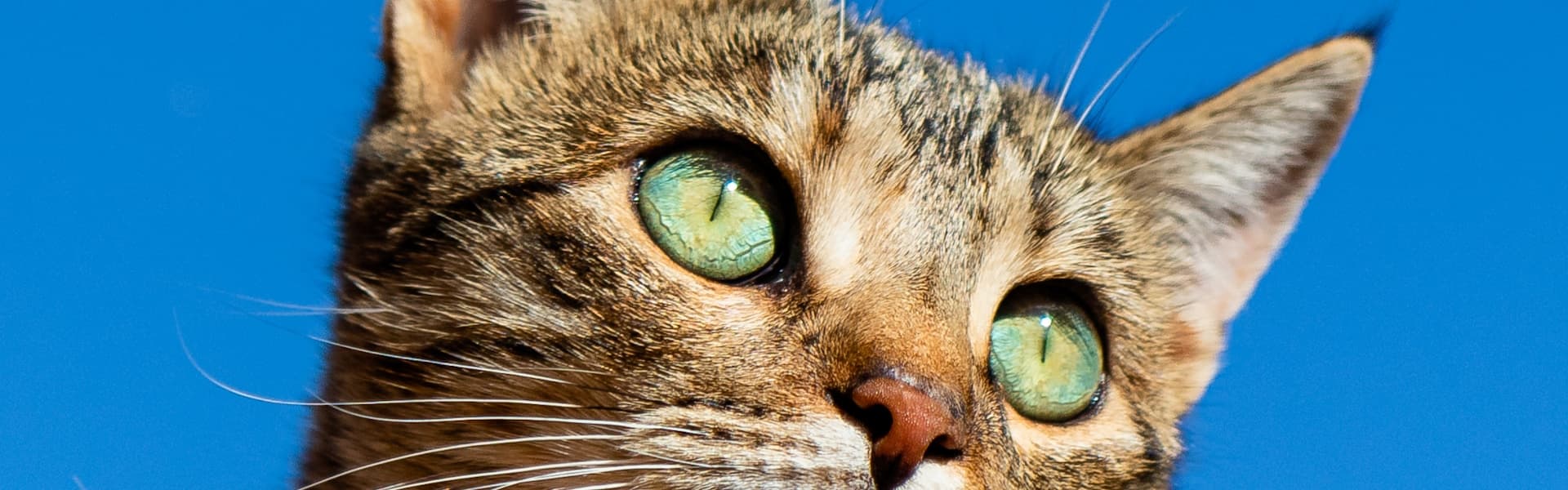 Cat close-up