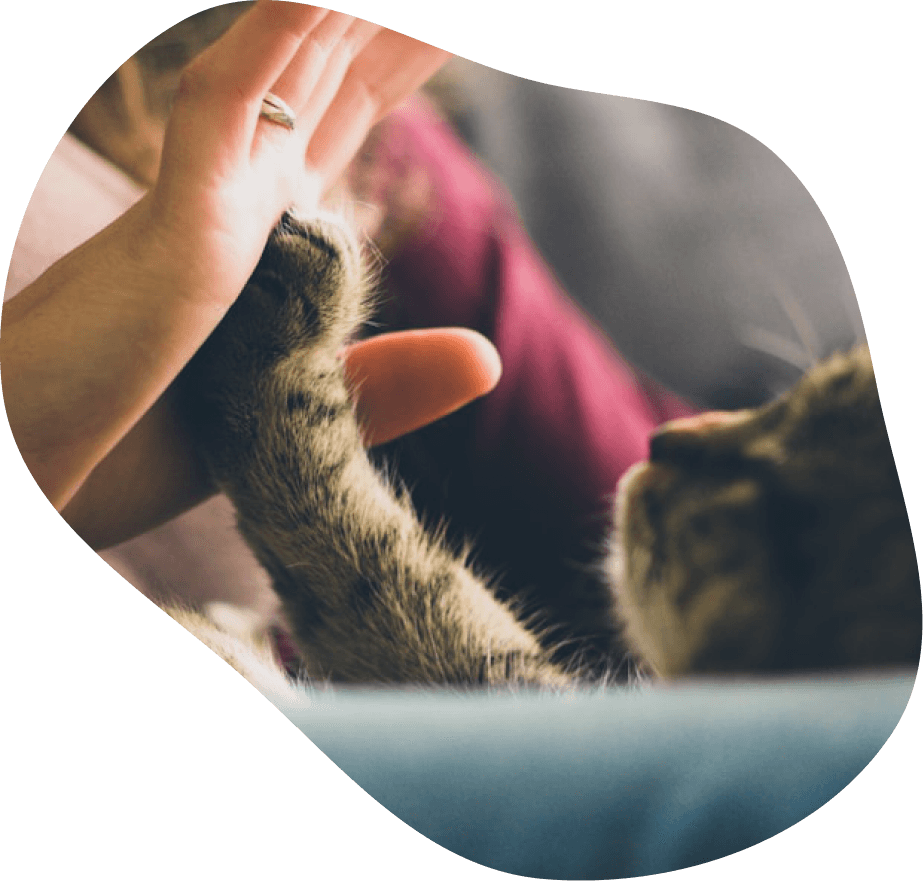 Decorative blob shape background