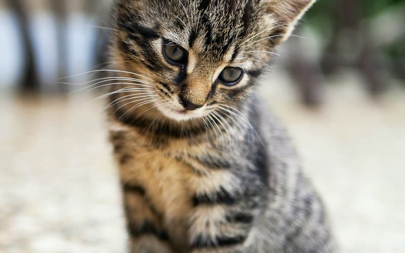 Catteries in Ashburton