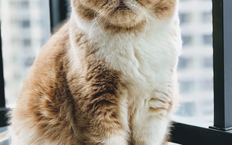 Catteries in Kapiti Coast