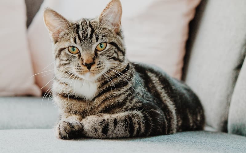 Catteries in Rotorua