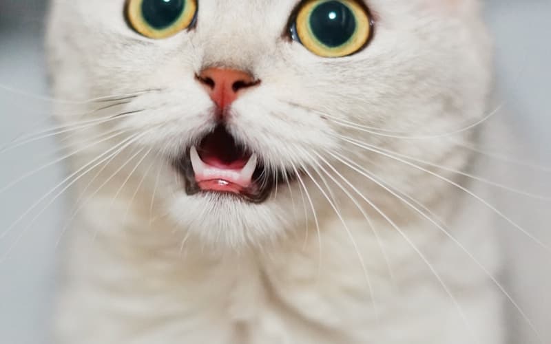 Cat boarding in Timaru