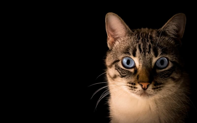 Catteries in Whangarei