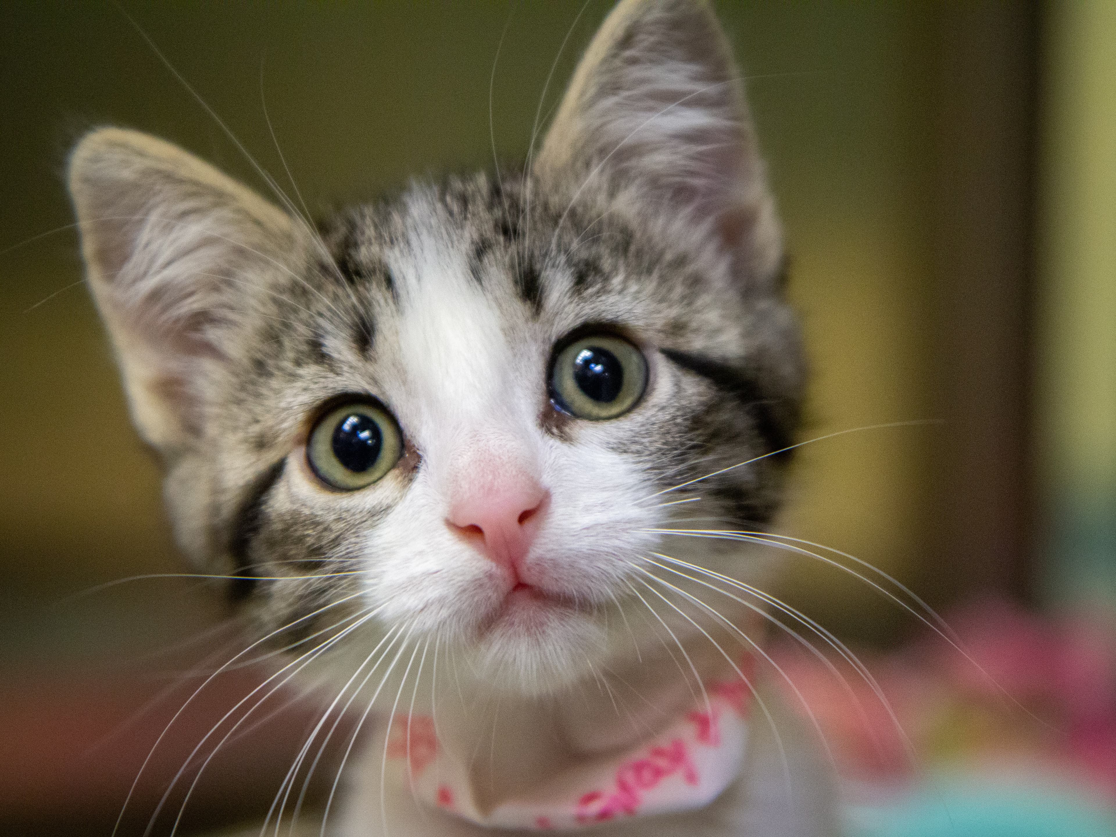Boarding Kittens in NZ: Age Requirements, Vaccination Timeline & First-Time Safety Guide (2026)