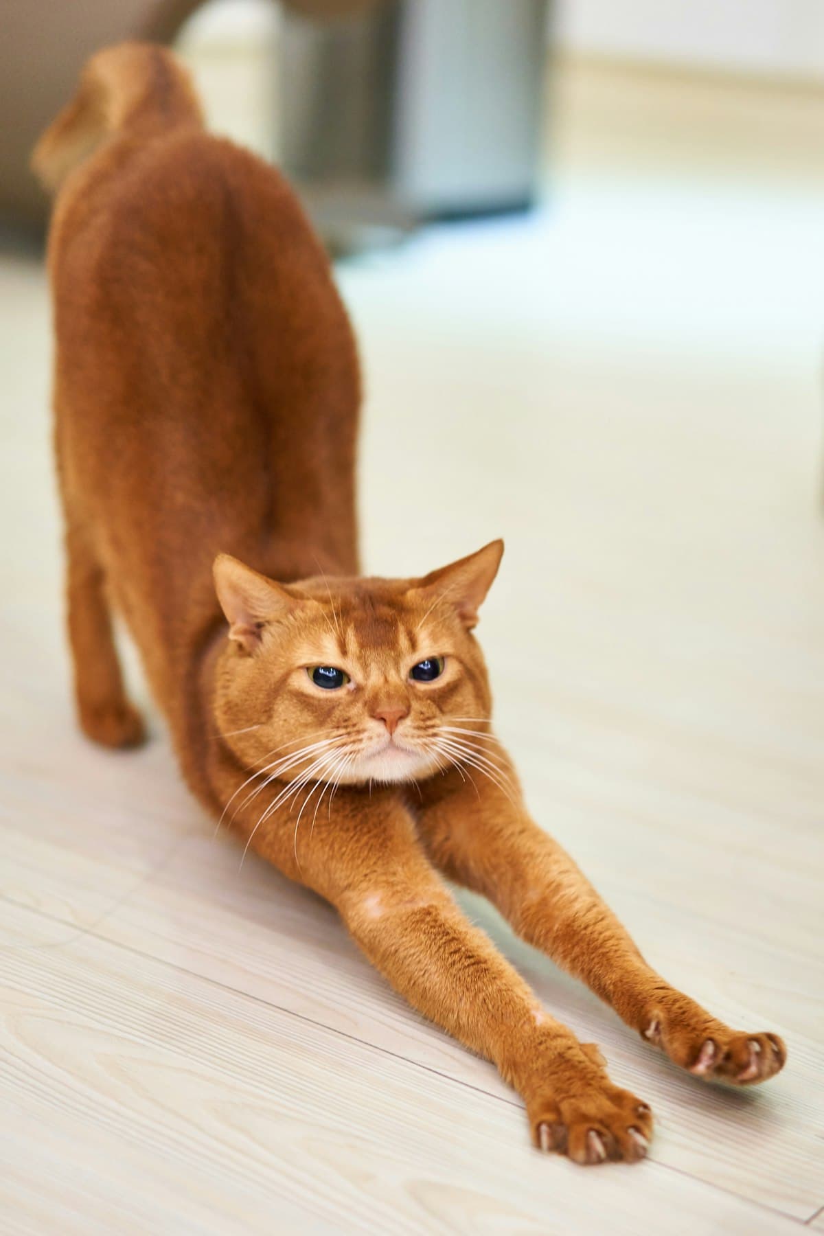 What to Expect When Your Cat Comes Home From Boarding (Science-Backed Guide 2026)