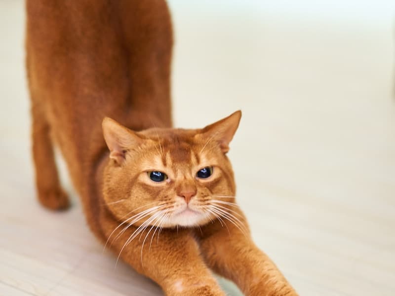 Cat Enrichment: 12 Science-Backed Ways to Keep Indoor Cats Happy