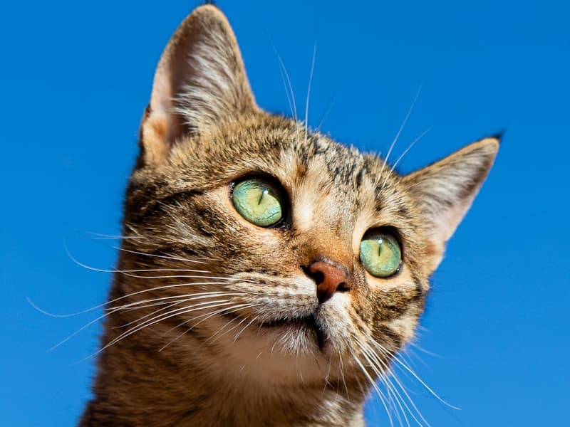 Fight, Flight, or Freeze: Understanding Your Cat's Stress Responses After Boarding (NZ 2026)