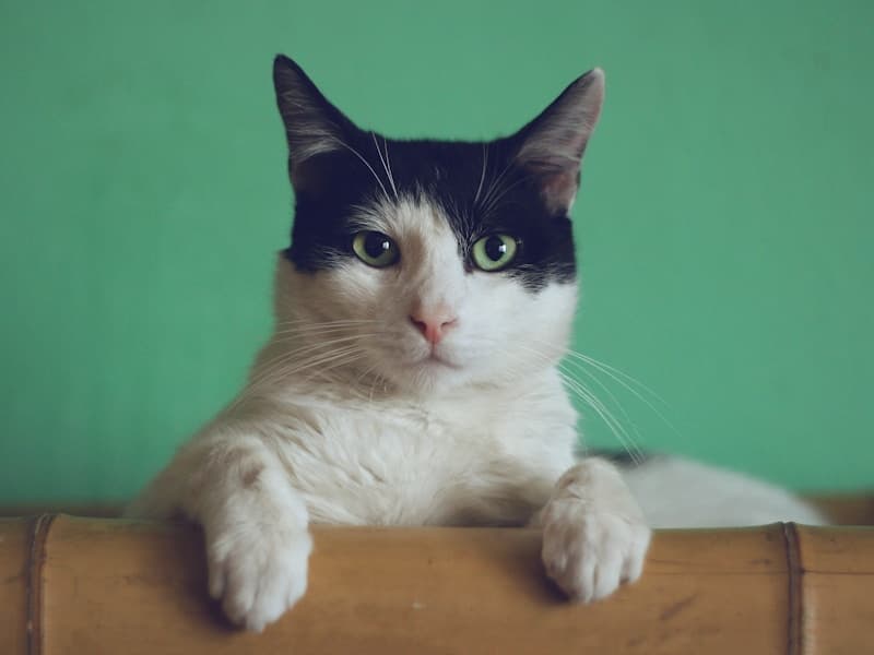 10 Cattery Booking Mistakes NZ Cat Owners Keep Making (2026)