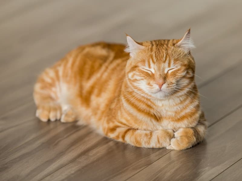 Cattery vs Pet Sitter: Which Is Best for Your Cat?