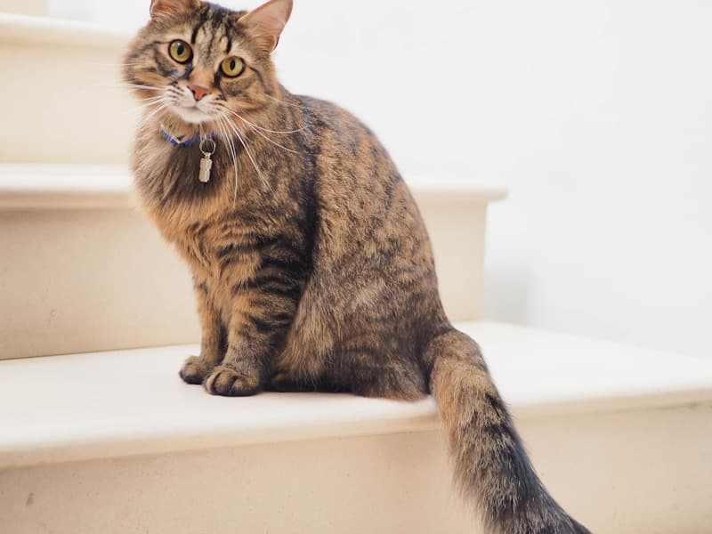 First Time Boarding Your Cat in NZ? Everything You Need to Know (2026 Guide)