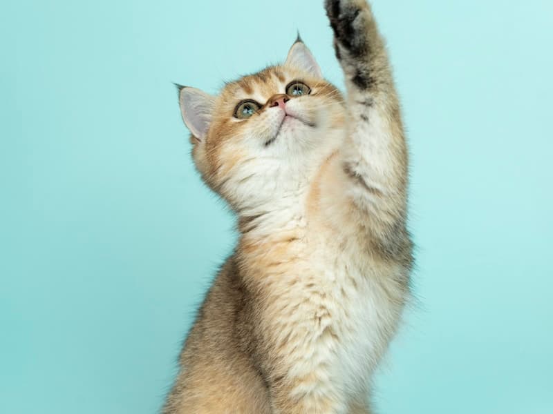 First-Time Cat Owner Guide: Everything You Need to Know