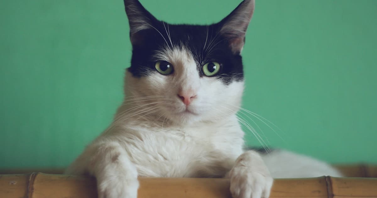 Long-Term Cat Boarding in New Zealand: Complete Guide for Extended Stays (3+ Weeks)