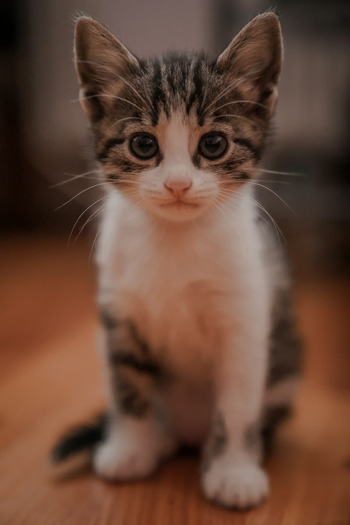 Boarding Multiple Cats in NZ: Should Cats from the Same Household Stay Together or Apart?