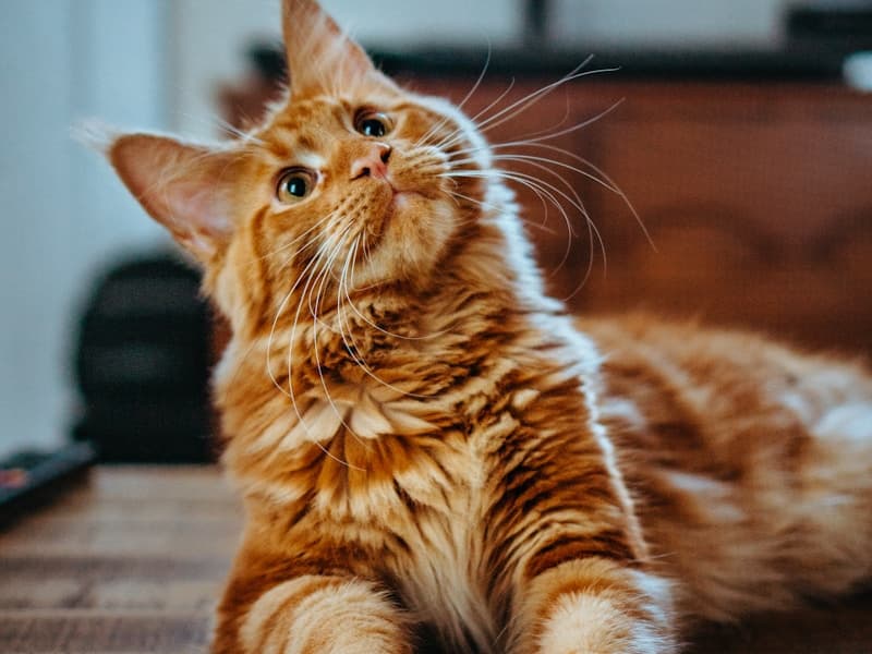 Vaccination Requirements for Cattery Boarding in NZ