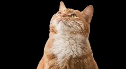 Cat Hero