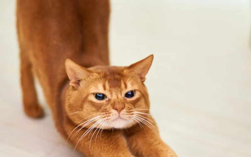 Animates Vetcare Milford Cattery
