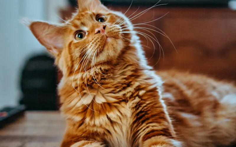 Catmandu Cattery