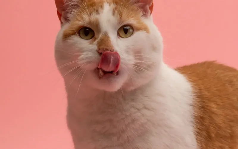 Catnip Cattery