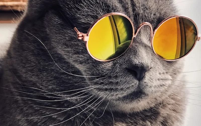 Fairfield Pet Motels