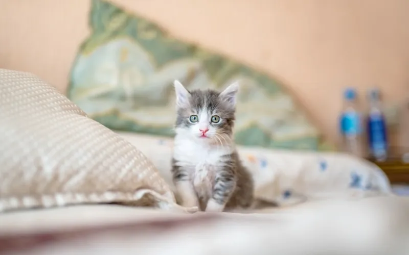 Hotel Kitty Boutique Cattery