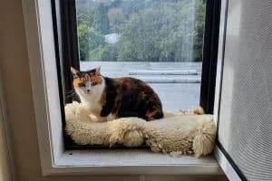 Rappaw Central Veterinary Hospital Cattery