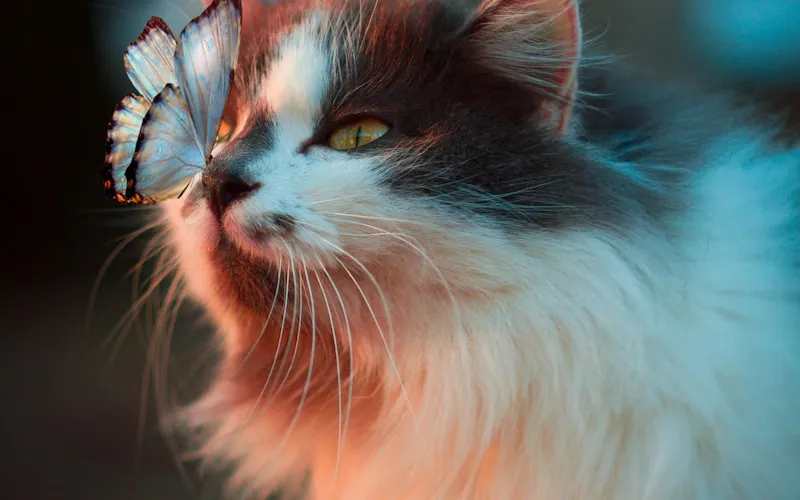 Remarkable Vets Cattery