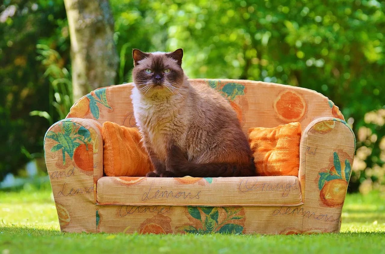 The Big Meow